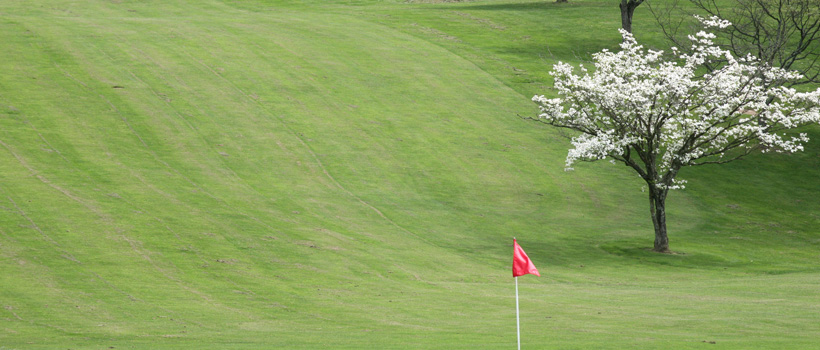 Golf green with a red flag and a blooming white flowering tree on a grassy slope under a bright spring sky