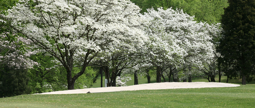 Row of blooming white flowering trees beside a sand bunker on a golf course with green trees behind, tranquil spring mood