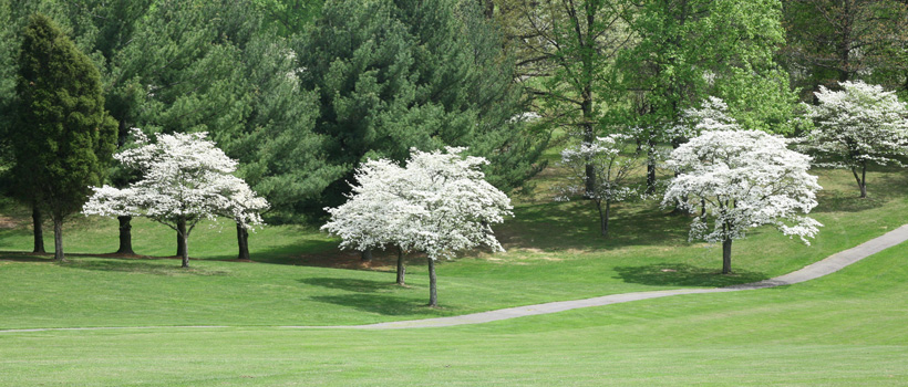 Several blooming white flowering trees on a grassy park area with a paved path, calm spring mood